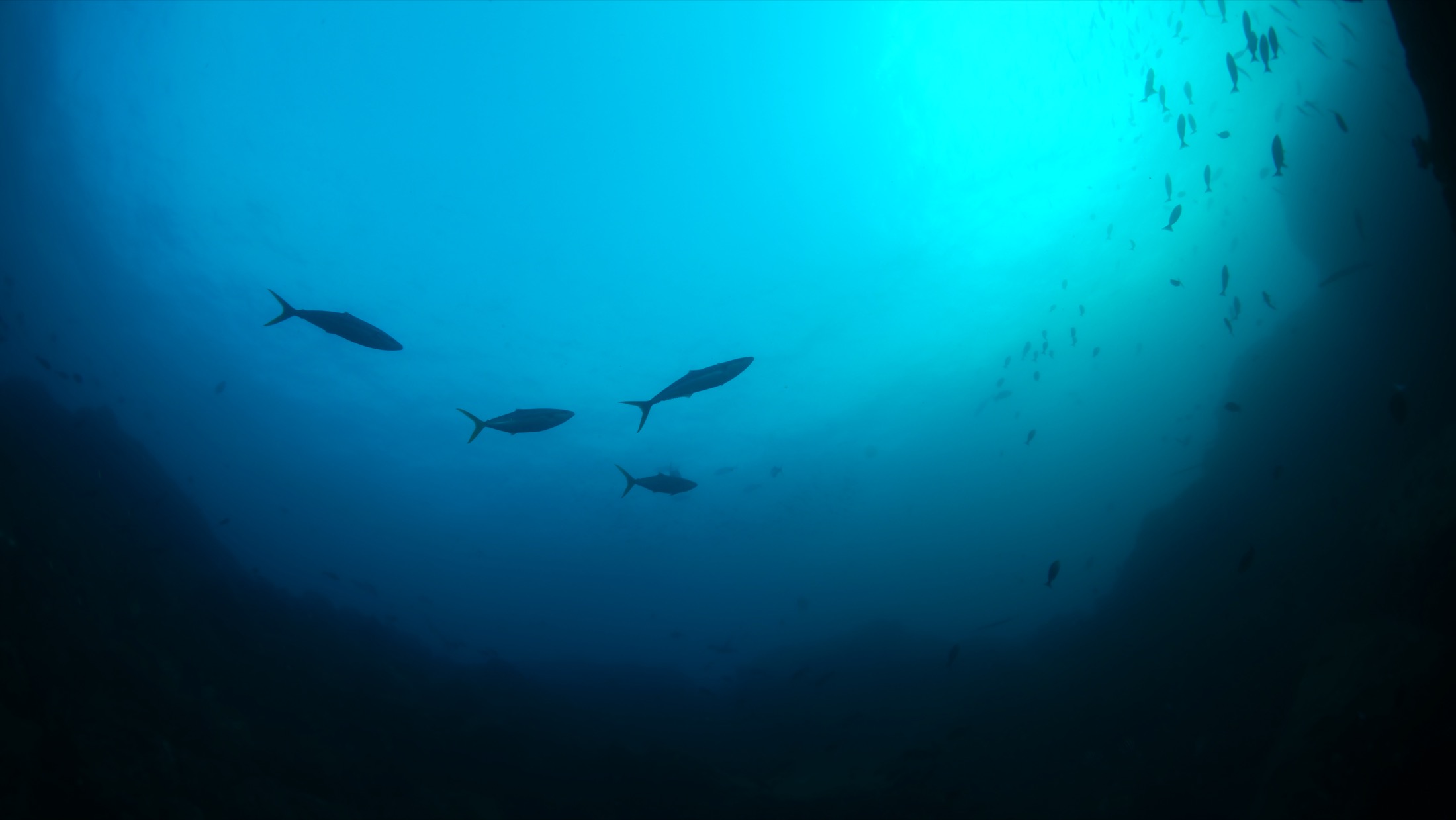 伊勢志摩の海