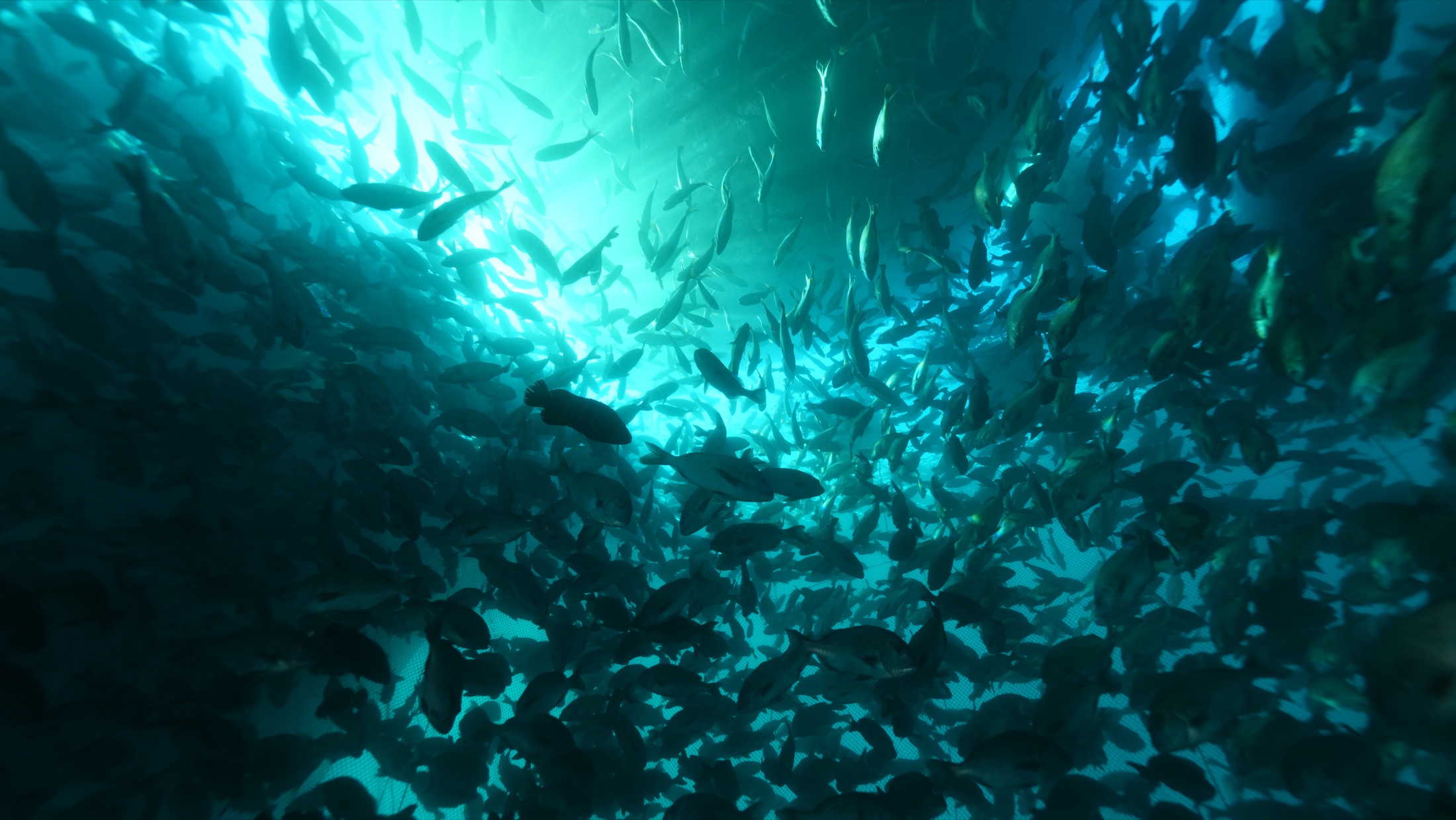 雑魚の群れ