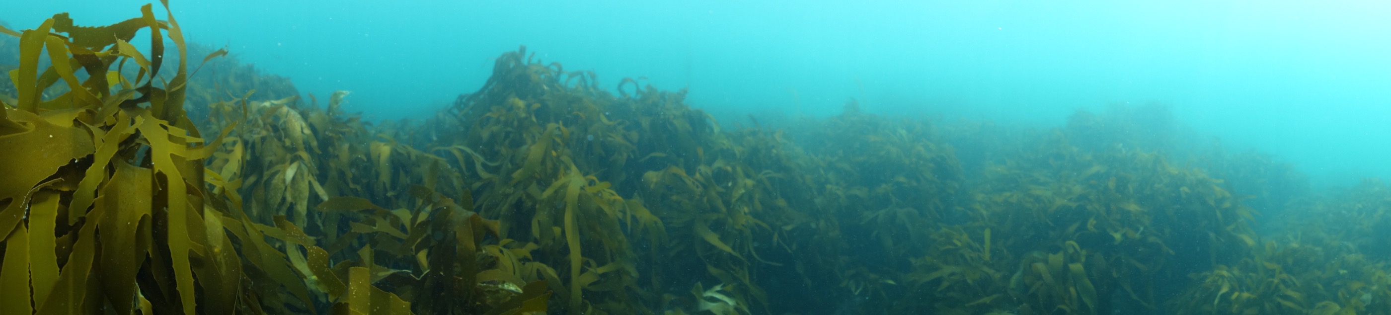 伊勢志摩の藻場