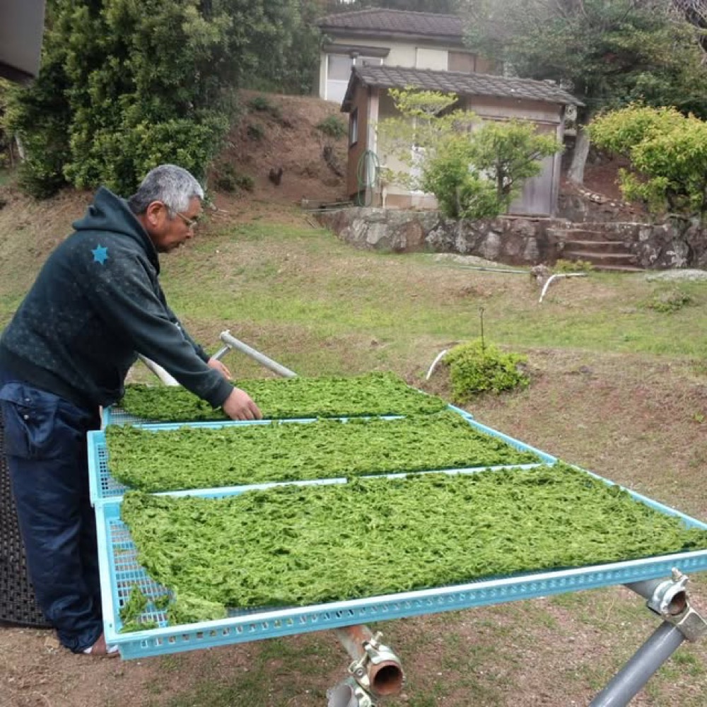 アオサを干す。誠也さんは、こうして海とともに働き続けた。