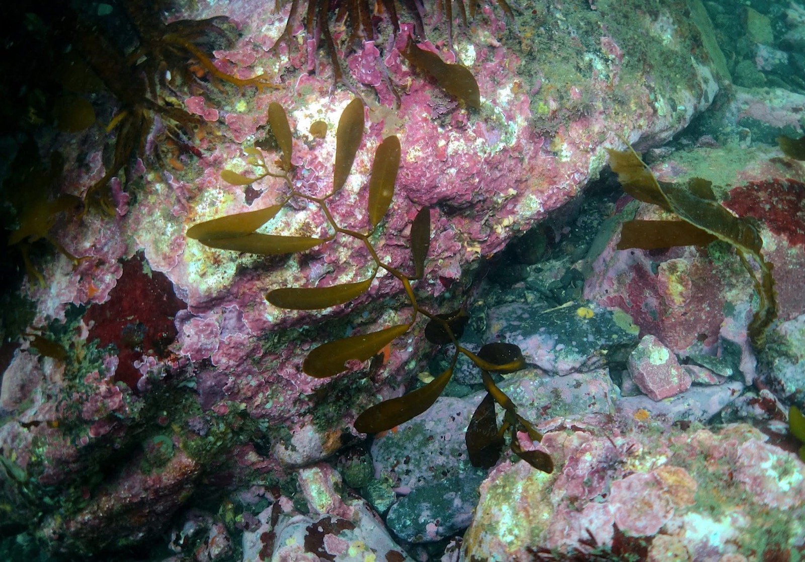 伊勢志摩固有種のナガシマモク。パドル状の葉が特徴的で、生息場所となる浜は残すところあと3カ所。